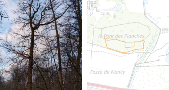 Actu boisement, l'image est divisée en deux, à gauche des arbres sont visibles et à droite une map